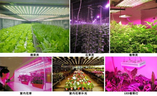1640744547312973.jpg 植物生长灯应用.jpg