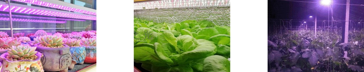 1691391381157342.jpg PPFD-2植物生长灯测试系统-3.jpg
